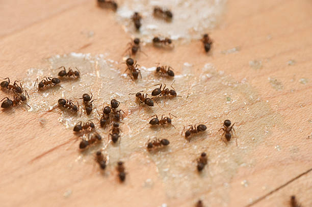 Best Best Pest Control Companies  in Dayton, WA